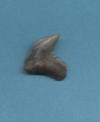 Pathological Tiger Shark tooth